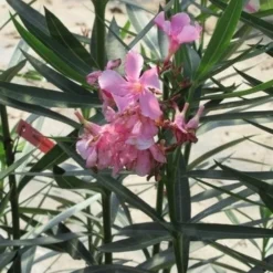 Roze Oleander (Nerium Oleander) -Groen Dome Verkoopwinkel nerium roze