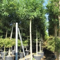 Oleander Als Boom (Nerium Oleander) -Groen Dome Verkoopwinkel nerium stam