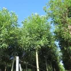 Oleander Als Boom (Nerium Oleander) -Groen Dome Verkoopwinkel nerium stam 2