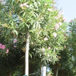 Oleander Als Boom (Nerium Oleander) -Groen Dome Verkoopwinkel nerium stam 3