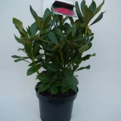 Rhododendron (Rhododendron 'Nova Zembla') -Groen Dome Verkoopwinkel nova zembla c5 voor