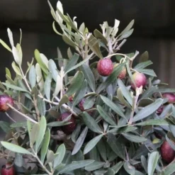 Olijf Als Struik (Olea Europaea) -Groen Dome Verkoopwinkel olea europaea 1 1
