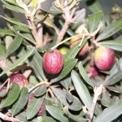 Olijf Als Struik (Olea Europaea) -Groen Dome Verkoopwinkel olea europaea 2 1