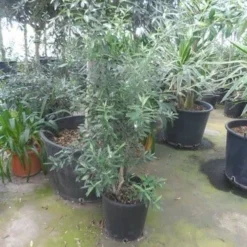 Olijf Als Struik (Olea Europaea) -Groen Dome Verkoopwinkel olea europaea struikvorm 80 100 c20