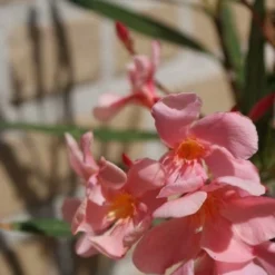 Roze Oleander (Nerium Oleander) -Groen Dome Verkoopwinkel oleander 5