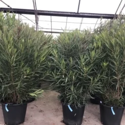 Smalbladige Oleander (Nerium Oleander 'Papa Gambetta') -Groen Dome Verkoopwinkel oleanderpapagambetta 1