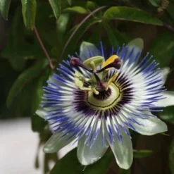 Passiebloem (Passiflora Caerulea) -Groen Dome Verkoopwinkel passiflora caerulea 16