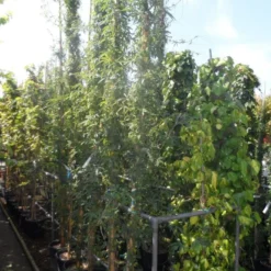 Passiebloem (Passiflora Caerulea) -Groen Dome Verkoopwinkel passiflora caerulea 300 400 c25