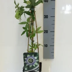 Passiebloem (Passiflora Caerulea) -Groen Dome Verkoopwinkel passiflora caerulea 50 60 c2 1