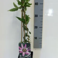 Passiebloem (Passiflora 'Victoria') -Groen Dome Verkoopwinkel passiflora victoria 50 60 c2