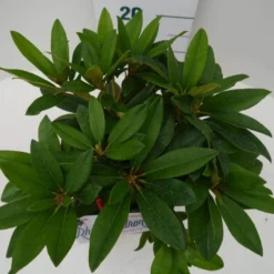 Rhododendron (Rhododendron 'Percy Wiseman') -Groen Dome Verkoopwinkel percy wiseman c2 boven