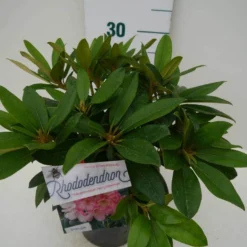 Rhododendron (Rhododendron 'Percy Wiseman') -Groen Dome Verkoopwinkel percy wiseman c2 zij