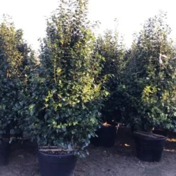 Camelia (Camellia Japonica ‘Perfection White’) 9 Camelia (Camellia Japonica ‘Perfection White’) -Groen Dome Verkoopwinkel perfectionwhite200cm