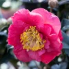 Camelia (Camellia Japonica 'R.L. Wheeler') -Groen Dome Verkoopwinkel phbe02149