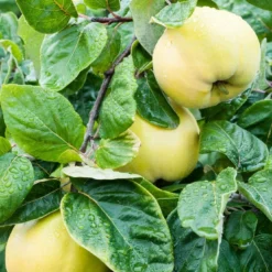 Groen Dome Verkoopwinkel 29 Kweepeer (Cydonia Oblonga 'Vranja')