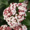 Groenblijvende Sneeuwbal (Viburnum Tinus 'Eve Price') -Groen Dome Verkoopwinkel phbe06702 2 1