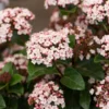 Sneeuwbal (Viburnum Tinus 'Lisa Rose') -Groen Dome Verkoopwinkel phbe06704