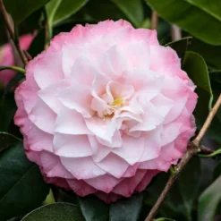Camelia (Camellia Japonica 'Nuccio's Pearl')