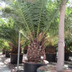 Canarische Dadelpalm (Phoenix Canariensis) -Groen Dome Verkoopwinkel phoenix canariensi 2