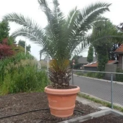 Canarische Dadelpalm (Phoenix Canariensis) -Groen Dome Verkoopwinkel phoenix canariensis 250 300 c500 solitair