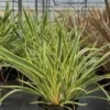 Nieuw-Zeelands Vlas (Phormium 'Duet') -Groen Dome Verkoopwinkel phormium