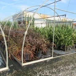 Nieuw Zeelands Vlas (Phormium Tenax 'Purpureum') -Groen Dome Verkoopwinkel phormium 1