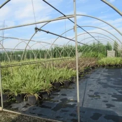 Nieuw Zeelands Vlas (Phormium Tenax) 9 Nieuw Zeelands Vlas (Phormium Tenax) -Groen Dome Verkoopwinkel phormium 2