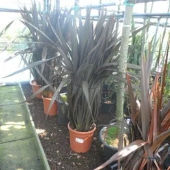 Nieuw Zeelands Vlas (Phormium Tenax 'Purpureum') -Groen Dome Verkoopwinkel phormium tenax purpureum 100 125 c25
