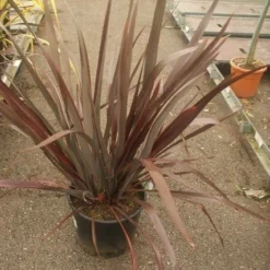 Nieuw Zeelands Vlas (Phormium Tenax 'Purpureum') -Groen Dome Verkoopwinkel phormium tenax purpureum 2