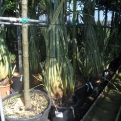 Nieuw Zeelands Vlas (Phormium Tenax 'Variegatum') -Groen Dome Verkoopwinkel phormium tenax variegatum 125 150 175 c50 70 1