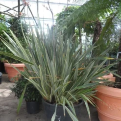 Nieuw Zeelands Vlas (Phormium Tenax 'Variegatum') -Groen Dome Verkoopwinkel phormium tenax variegatum 150 200 c240 1