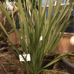 Nieuw Zeelands Vlas (Phormium Tenax 'Golden Ray') -Groen Dome Verkoopwinkel phorniumtenax02 1