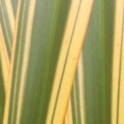 Nieuw Zeelands Vlas (Phormium Tenax 'Golden Ray') -Groen Dome Verkoopwinkel phorniumtenaxgr01 2