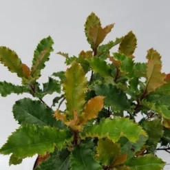 Glansmispel (Photinia Serratifolia ‘Crunchy’) 10 Glansmispel (Photinia Serratifolia ‘Crunchy’) -Groen Dome Verkoopwinkel photinia fraseri crunchy week 22 detail 1600x1200