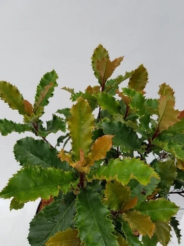 Glansmispel (Photinia Serratifolia ‘Crunchy’) 6 Glansmispel (Photinia Serratifolia ‘Crunchy’) - Afbeelding 4