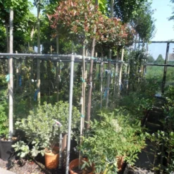 Glansmispel Op Stam (Photinia Fraseri 'Little Red Robin') -Groen Dome Verkoopwinkel photinia fraseri little red robin 150stam c20