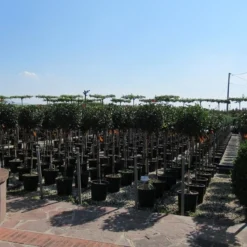 Glansmispel Op Stam (Photinia Fraseri 'Little Red Robin') -Groen Dome Verkoopwinkel photinia fraseri little red robin halfstam