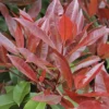 Glansmispel Als Leiboom (Photinia Fraseri 'Red Robin') -Groen Dome Verkoopwinkel photinia fraseri red robin01 7