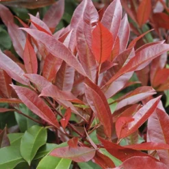 Groen Dome Verkoopwinkel 15 Glansmispel Als Leiboom (Photinia Fraseri 'Red Robin')