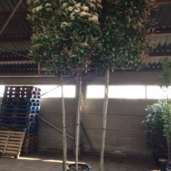 Glansmispel Als Leiboom (Photinia Fraseri 'Red Robin') 10 Glansmispel Als Leiboom (Photinia Fraseri 'Red Robin') -Groen Dome Verkoopwinkel photinia lei 12 14cm