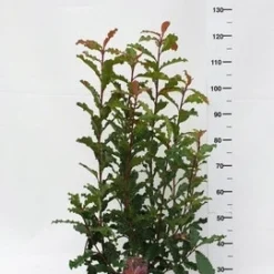 Glansmispel (Photinia Serratifolia ‘Crunchy’) 11 Glansmispel (Photinia Serratifolia ‘Crunchy’) -Groen Dome Verkoopwinkel photinia serratifolia crunchy week 45 2019 1600x1200