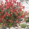 Glansmispel Op Stam (Photinia Fraseri 'Little Red Robin') -Groen Dome Verkoopwinkel photinia x fraseri little red robin01 2