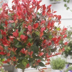Glansmispel Op Stam (Photinia Fraseri 'Little Red Robin')