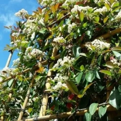 Glansmispel Als Leiboom (Photinia Fraseri 'Red Robin') 11 Glansmispel Als Leiboom (Photinia Fraseri 'Red Robin') -Groen Dome Verkoopwinkel photinialeiboom01