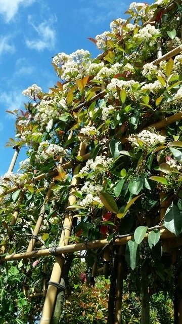 Glansmispel Als Leiboom (Photinia Fraseri 'Red Robin') 7 Glansmispel Als Leiboom (Photinia Fraseri 'Red Robin') - Afbeelding 5