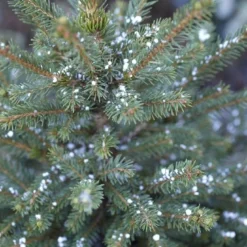 Fijnspar (Picea Abies)