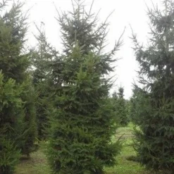 Fijnspar (Picea Abies) -Groen Dome Verkoopwinkel picea abies 2 450 500 1