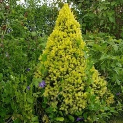 Witte Alberta Spar (Picea Glauca 'J.W. Daisy's White') -Groen Dome Verkoopwinkel picea glauca j.w. daisy s white