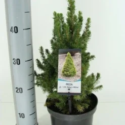 Witte Alberta Spar (Picea Glauca 'J.W. Daisy's White') -Groen Dome Verkoopwinkel picea glauca j.w. daisy s white winter c3 m