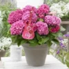 Hortensia Pink Pop (Hydrangea 'Music Collection') -Groen Dome Verkoopwinkel pink pop 2